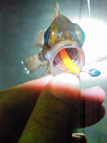 アジマストのオレンジ